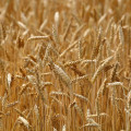 Zdraží zákaz glyfosátu mouku? Zemědělci ho letos nesmí využít na dosychání pšenice