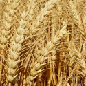 Mondelēz podporuje producenty pšenice, kteří ji pěstují udržitelně