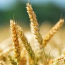 Loňská sklizeň obilí byla třetí nejvyšší v historii