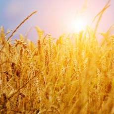 Agrofert staví v Německu obří pekárnu. Investice čekají i Penam