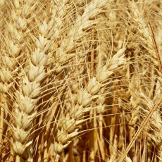 Mondelēz podporuje producenty pšenice, kteří ji pěstují udržitelně