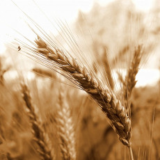 Přistoupí ČR k regulaci vývozu pšenice?