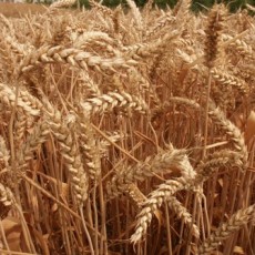 Růst cen kukuřice a pšenice se zastaví
