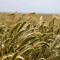 Ceny pšenice se na nižší úrovni neudrží